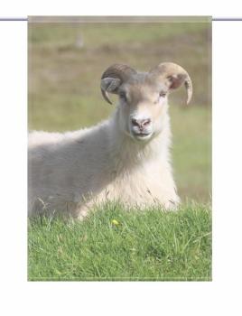 Preview: Scheibenhänger Island Schafe rechteckig